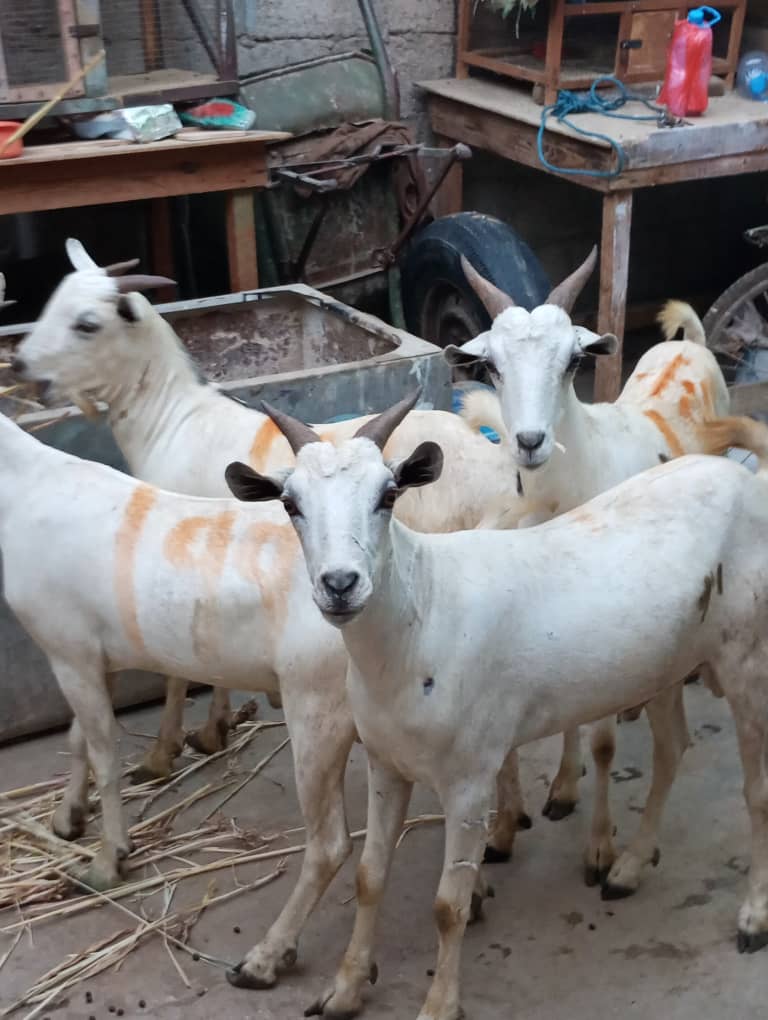 qurbani