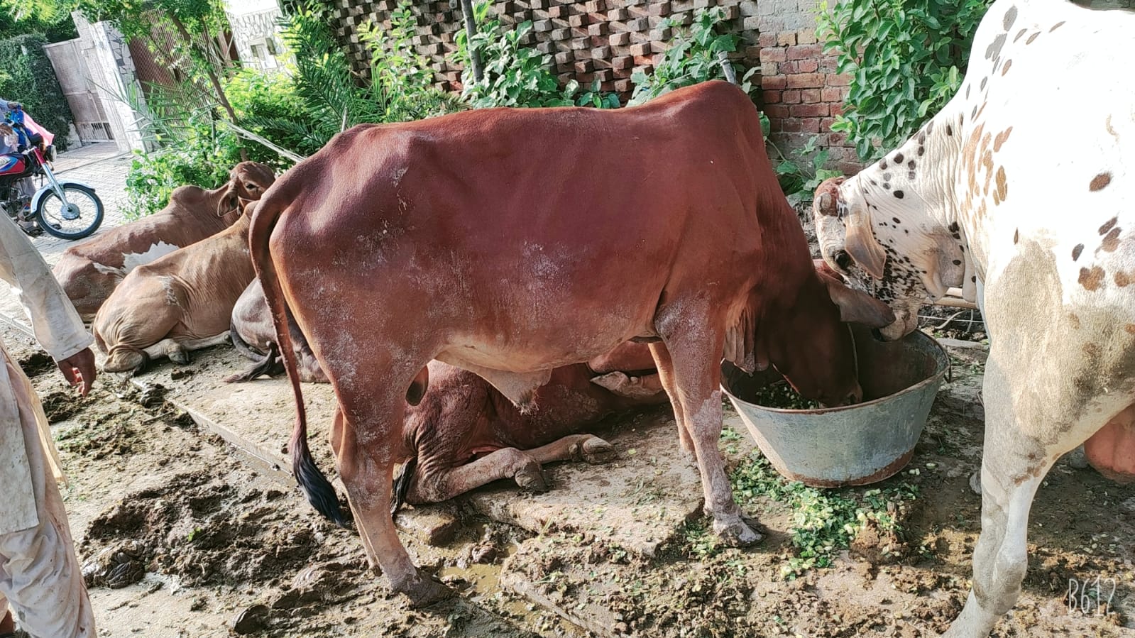 qurbani